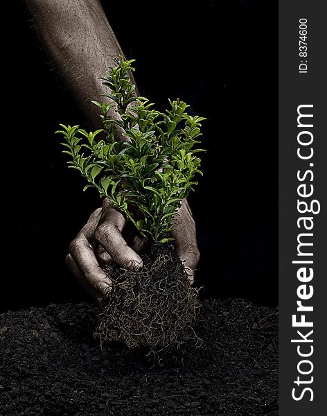 Male hands holding a small tree. Hands are dirty. Male hands holding a small tree. Hands are dirty.