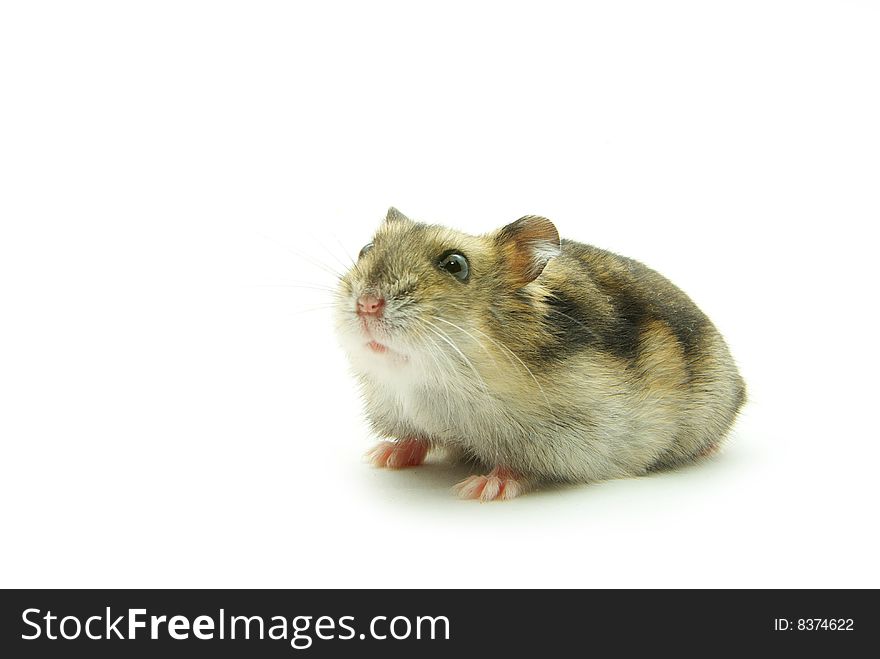 Hamster isolated on a white background