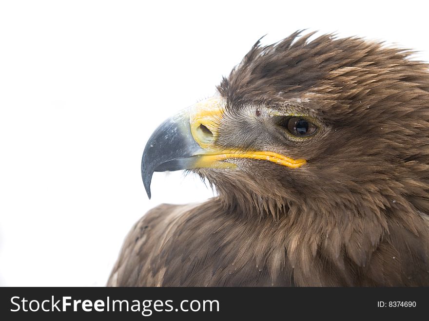 Close-up of a majestic eagle head