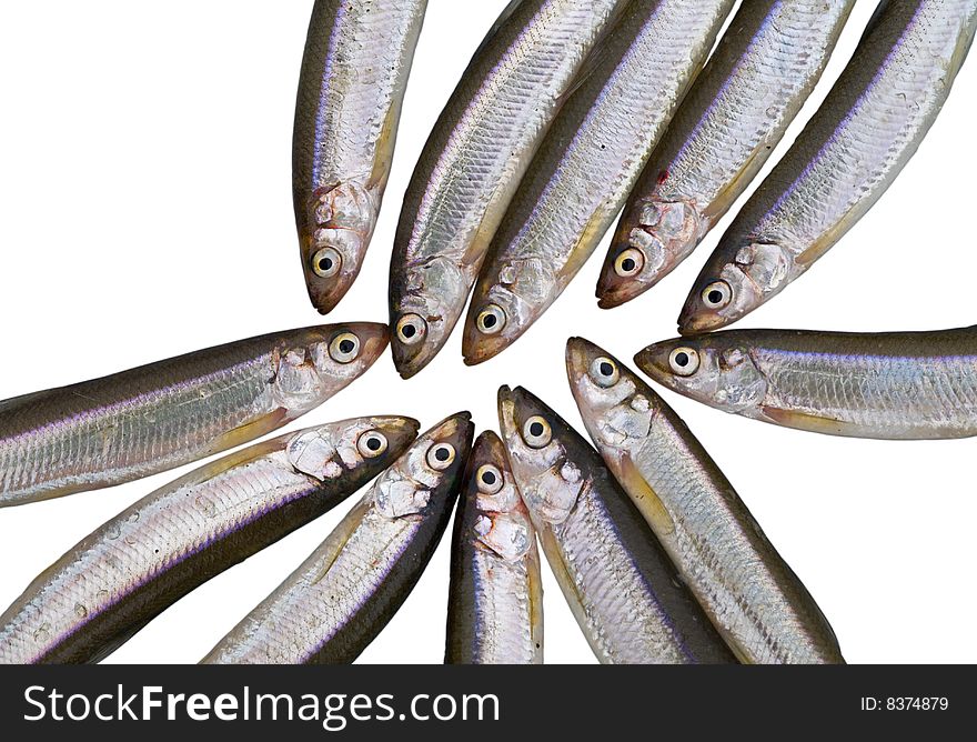 A close-up the fishes smelt. Fishing on river. A close-up the fishes smelt. Fishing on river.