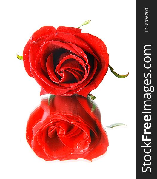 Red rose and its reflection