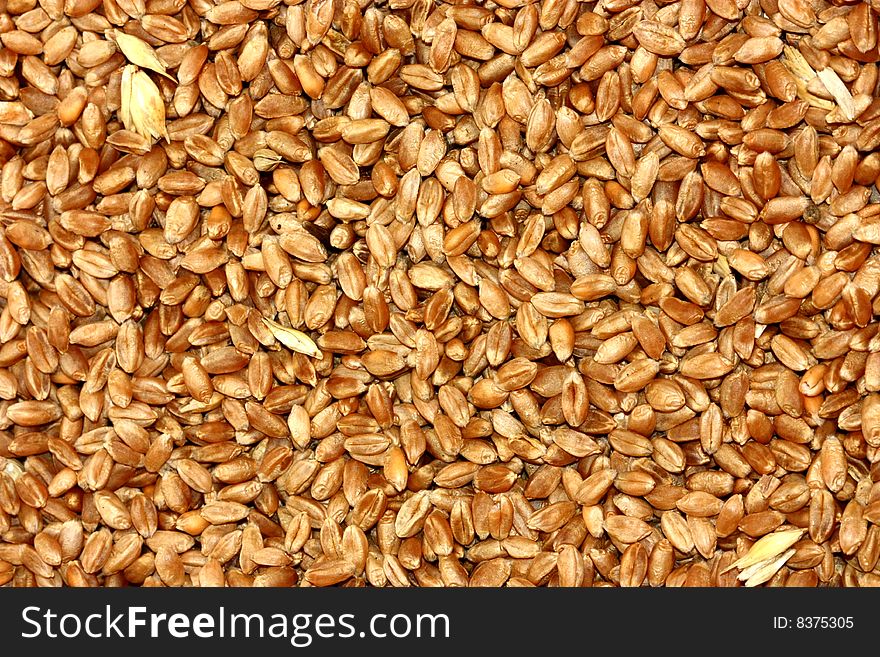 Background in the form of wheat grain. Background in the form of wheat grain