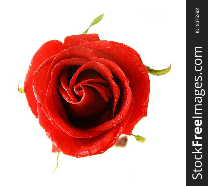 Red rose over white background