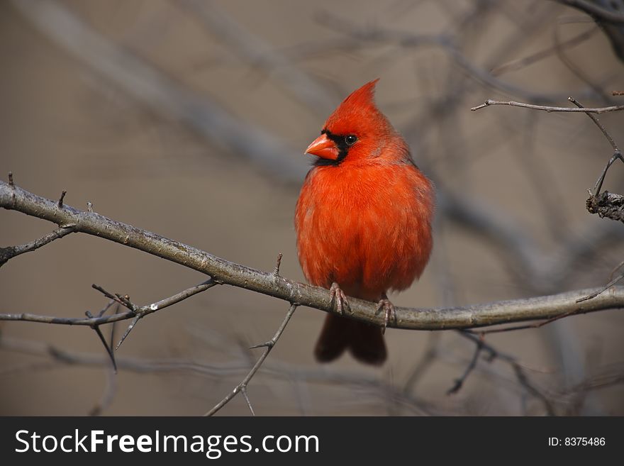 Northern Cardinal (Cardinalis cardinalis cardinalis), male perched on branch. Northern Cardinal (Cardinalis cardinalis cardinalis), male perched on branch