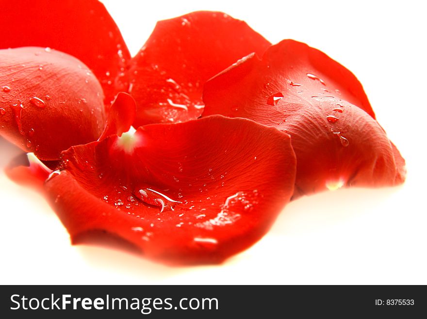 Red rose petal with water drops over white