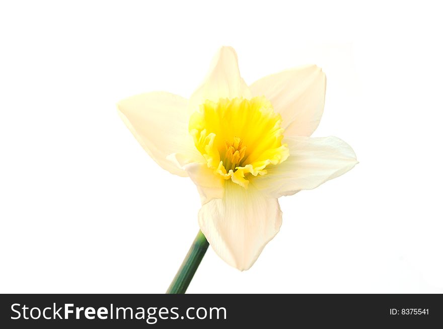 A single daffodil on a white background