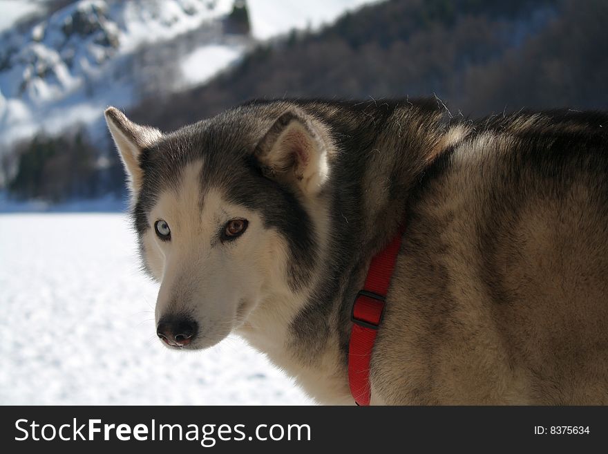 A Siberian Husky close up