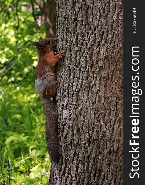Squirrel on the tree stem