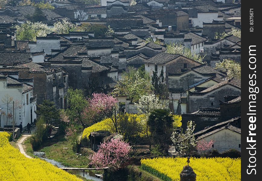 At spring,some special flowers full-blown and with the village it shows so beautiful