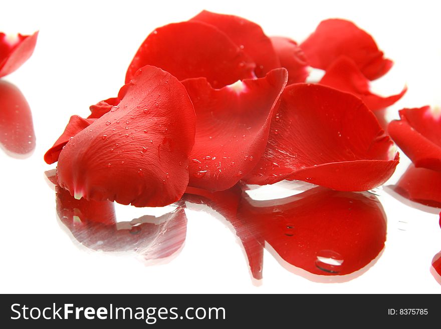 Red rose petals in water drops with reflection