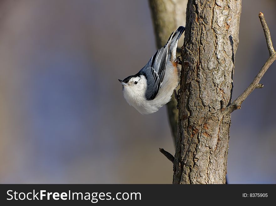White-breasted Nuthatch On Tree