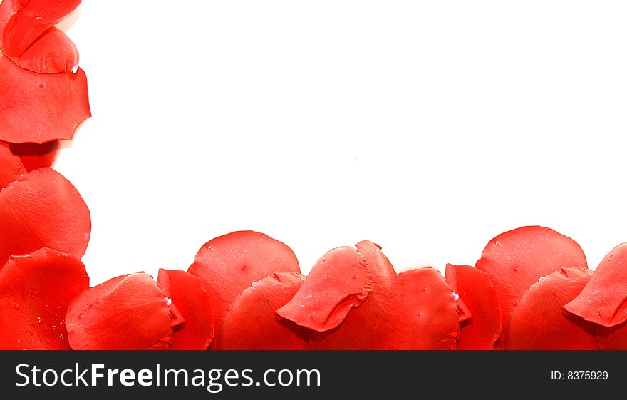 Frame from red rose petal over white