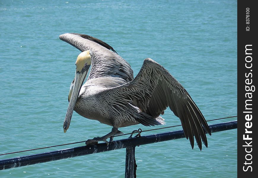 Pelican sitting on wire above the ocean. Pelican sitting on wire above the ocean