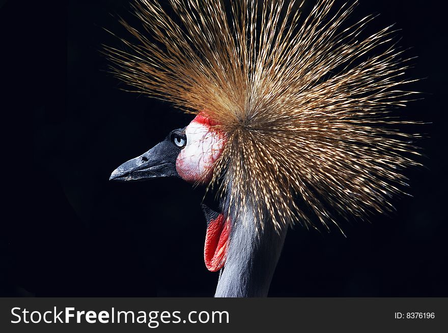 Crane living at the zoo