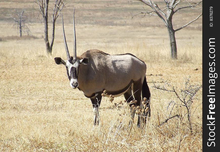 Gemsbuck with a typically beautiful black and white mask sporting uneven horns, standing in the grassland as he stares and watches bystanders in anticipation. Gemsbuck with a typically beautiful black and white mask sporting uneven horns, standing in the grassland as he stares and watches bystanders in anticipation