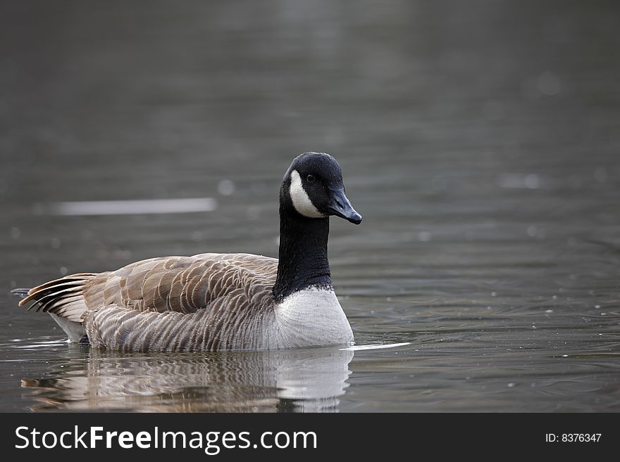 Canada Goose (Branta canadensis canadensis) swimming on the Harlem Meer in New York's Central Park.