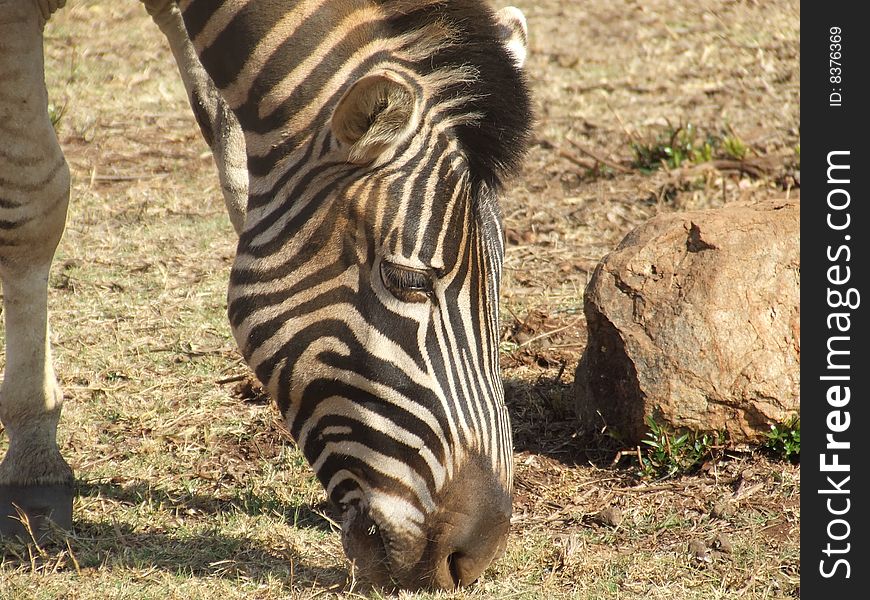 Zebra with dirt on the black white stripes, grazing on dry arid grass in South Africa. Zebra with dirt on the black white stripes, grazing on dry arid grass in South Africa