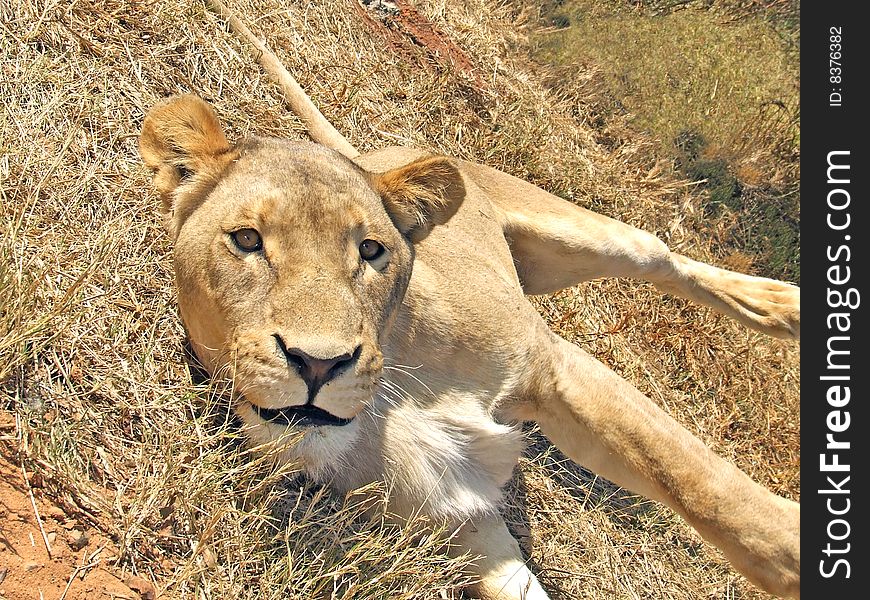 Lioness caught in the middle of rolling over in the grass to growl at my proximity. The lioness looks playful in this shot, although she was actually quite ferocious and dangerous. Lioness caught in the middle of rolling over in the grass to growl at my proximity. The lioness looks playful in this shot, although she was actually quite ferocious and dangerous