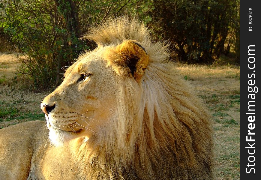 Young lion as head of the pride, staring off into the distance, looking regal as his mane spikes up in the front, as if he'd been to the salon. Young lion as head of the pride, staring off into the distance, looking regal as his mane spikes up in the front, as if he'd been to the salon.