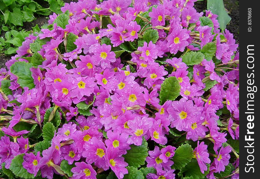 Pink The Flowers Of A Primrose