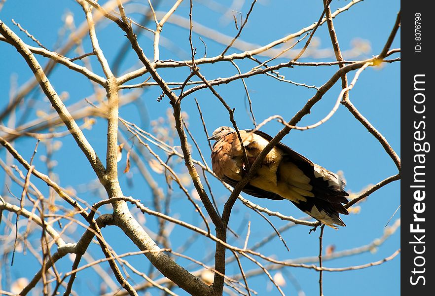 Dove in Bare Tree