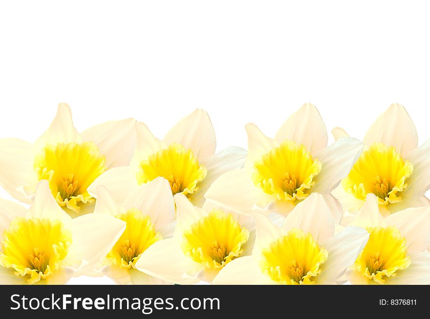 Some pretty daffodils on a white background