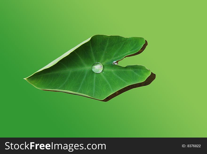 A lotus leaf with a drop of water in center, on green background.