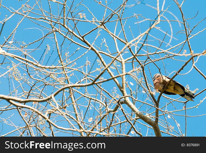 A turtle dove resting on bare branches high in a tree. A turtle dove resting on bare branches high in a tree