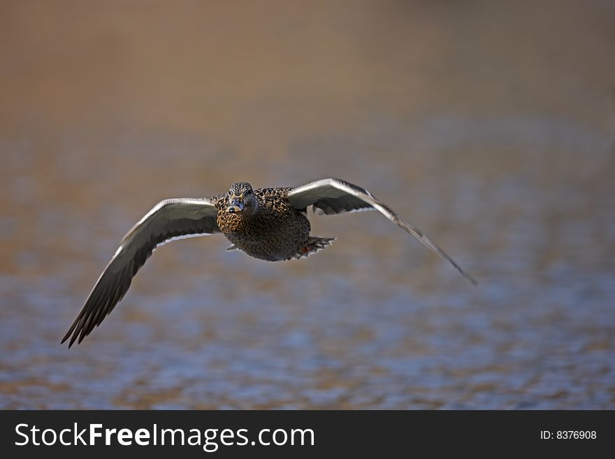 Mallard (Anas platyrhynchos platyrhynchos), female in perfect breeding plumage flying over the Harlem Meer in New York's Central Park. Mallard (Anas platyrhynchos platyrhynchos), female in perfect breeding plumage flying over the Harlem Meer in New York's Central Park