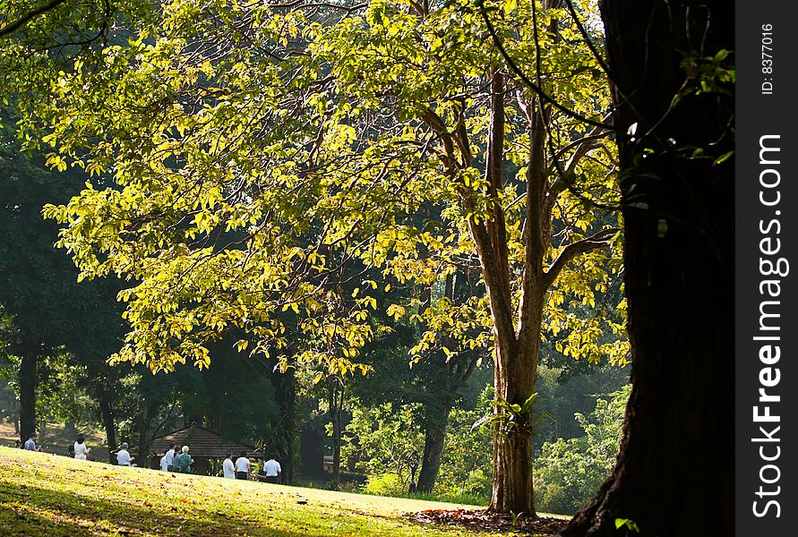 A large tree'c canopy illuminated by the morning sun in a park where people are exercising on its grassy slope. A large tree'c canopy illuminated by the morning sun in a park where people are exercising on its grassy slope