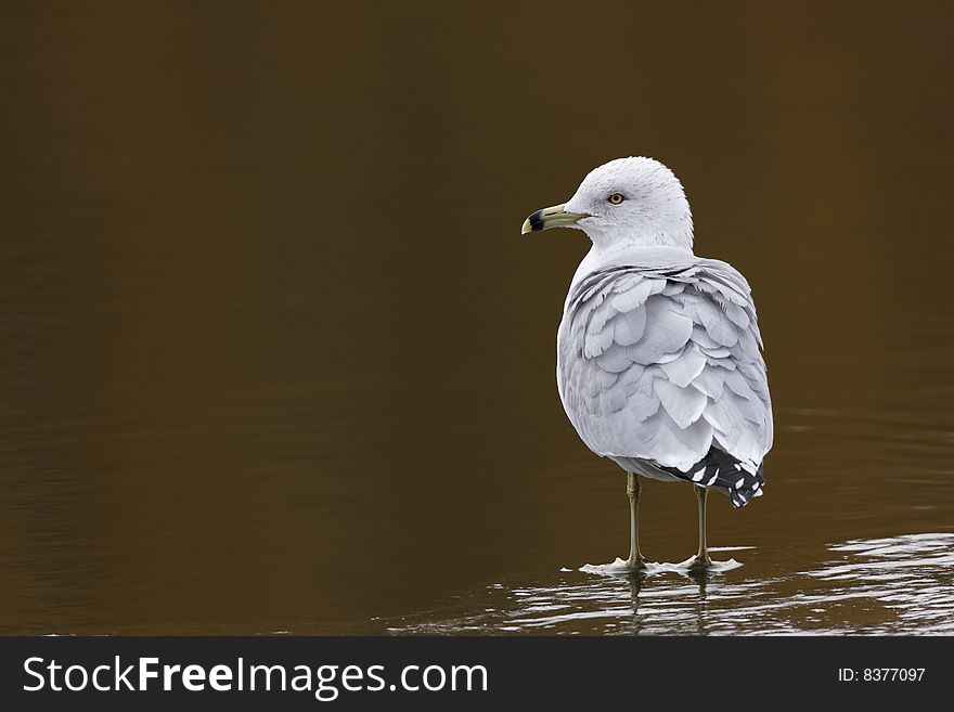 Ring-billed Gull (Larus delawarensis) adult in winter plumage standing on ice on The Meer in New York's Central Park.