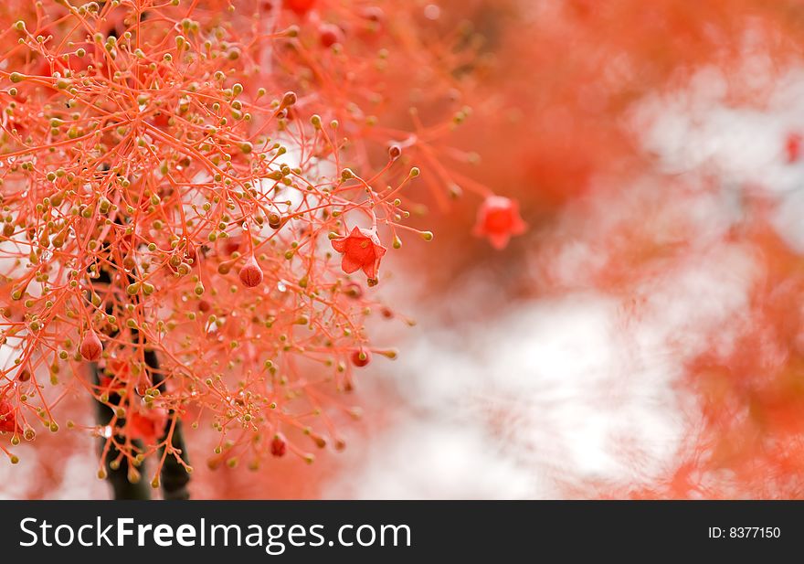 Dense clusters of red flowers and buds of the Queensland flame tree in full bloom. Dense clusters of red flowers and buds of the Queensland flame tree in full bloom