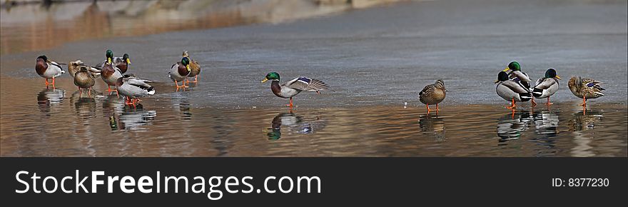 Mallard (Anas platyrhynchos platyrhynchos), males and females together on the ice of The Pool in New York's Central Park. Mallard (Anas platyrhynchos platyrhynchos), males and females together on the ice of The Pool in New York's Central Park