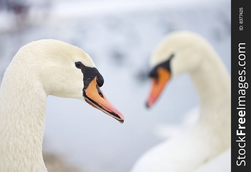 Beutiful two white love swans potrait