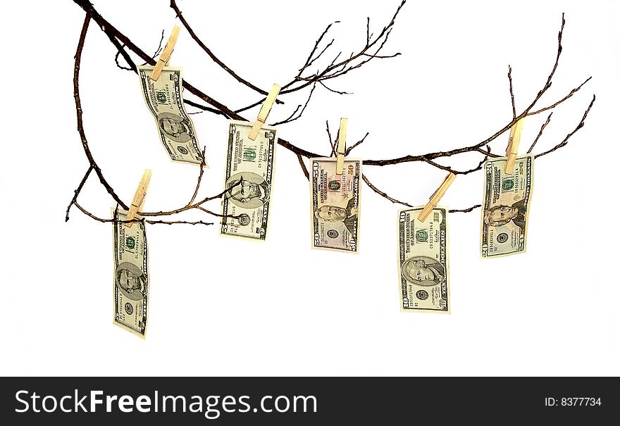 Six banknotes of dollar on branch