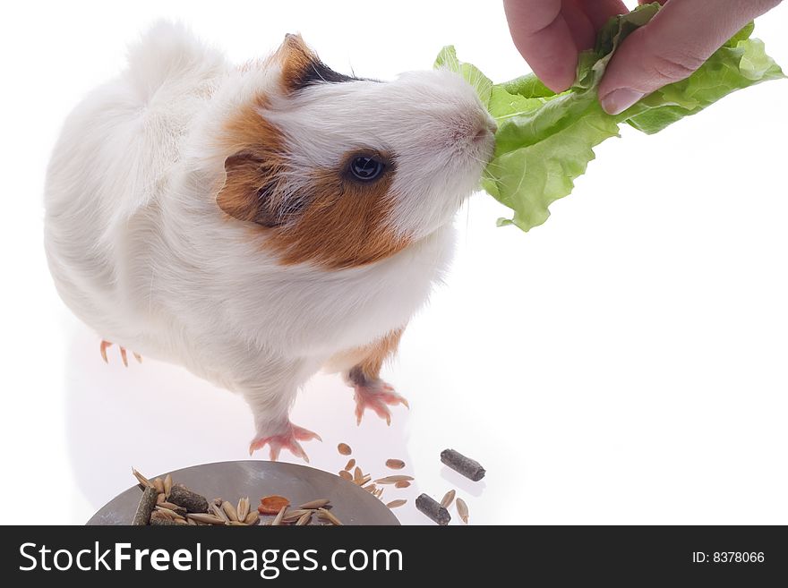 Guinea pig on a white background