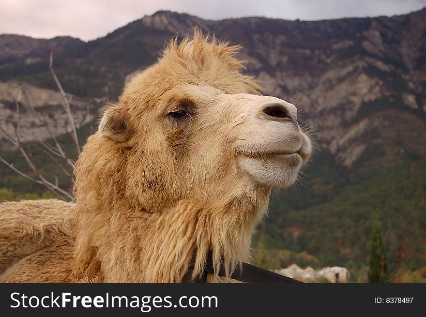 Head of the camel on background of mountain