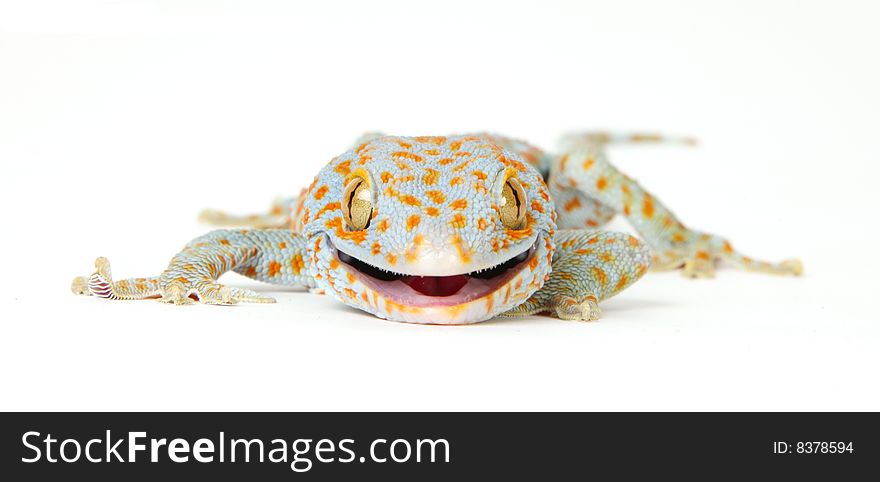 Gecko