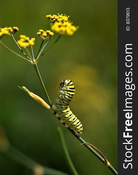 A parsley worm, caterpillar of the swallowtail butterfly (Papilio polyxenes), lifts his body from a bronze fennel he is munching on. A parsley worm, caterpillar of the swallowtail butterfly (Papilio polyxenes), lifts his body from a bronze fennel he is munching on.