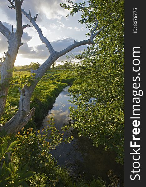 A dead tree by a river in the evening sunlight. A dead tree by a river in the evening sunlight