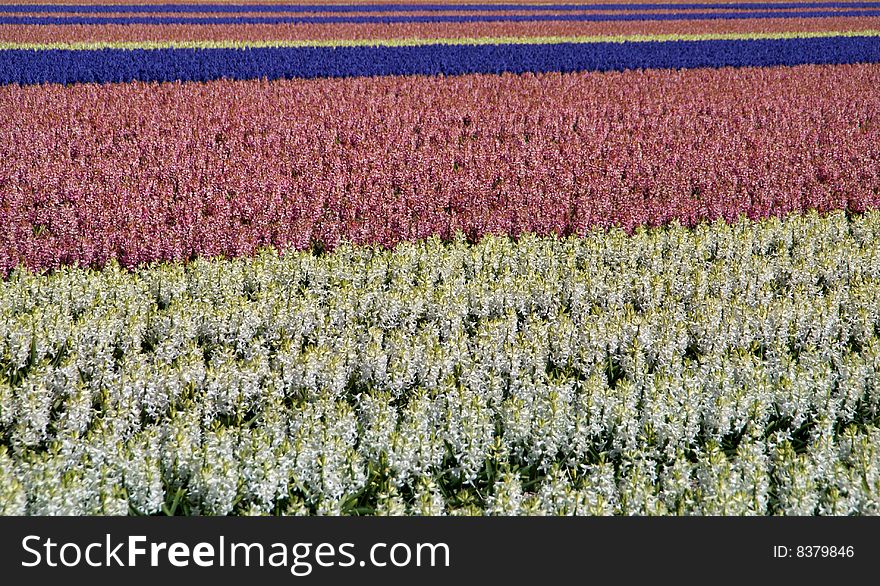 Hyacinths as colourful background