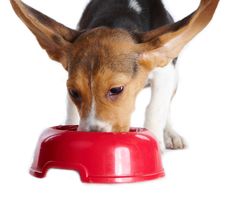 Funny Beagle Puppy Eating Stock Images