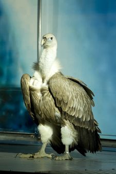 Griffon Vulture Royalty Free Stock Photography Griffon Vulture Royalty Free Stock Photography