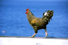 Chicken Or Rooster On White Wall Stock Images Chicken Or Rooster On White Wall Stock Images