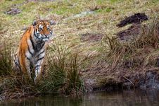 Siberian Tiger Cub Stock Images Siberian Tiger Cub Stock Images