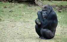 Gorilla Stock Image