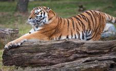 Siberian Tiger Royalty Free Stock Images Siberian Tiger Royalty Free Stock Images