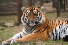 Siberian Tiger Cub Stock Photos