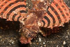 Zebra Lionfish Stock Photography Zebra Lionfish Stock Photography