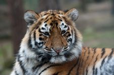 Siberian Tiger Cub Royalty Free Stock Photos Siberian Tiger Cub Royalty Free Stock Photos